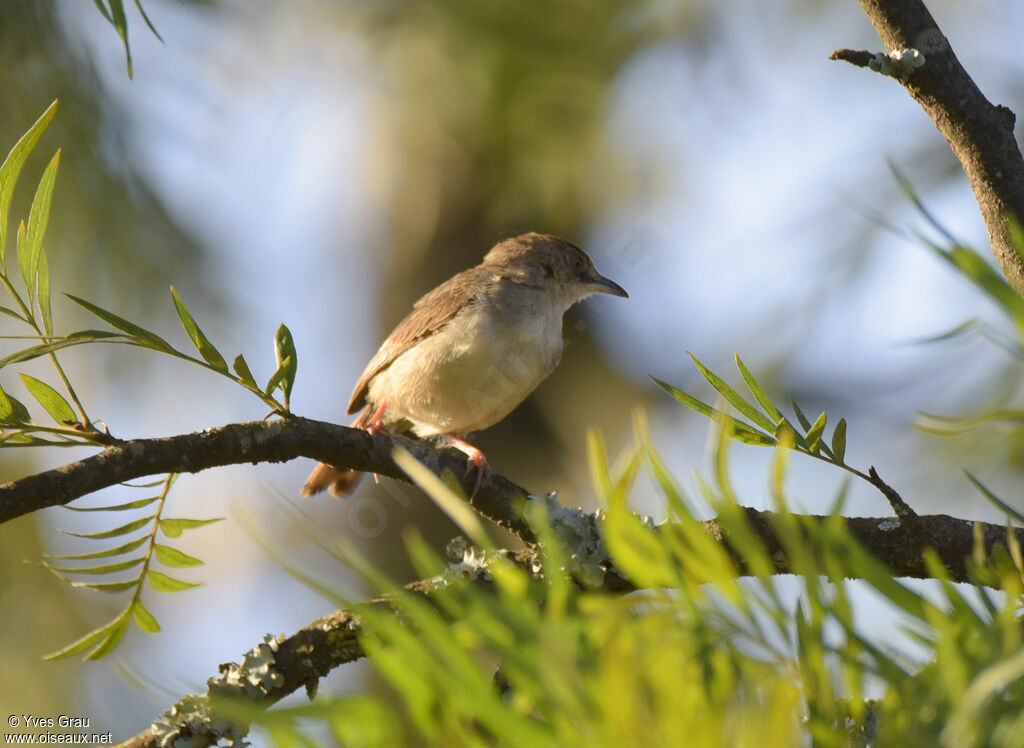 Trilling Cisticola