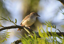 Trilling Cisticola