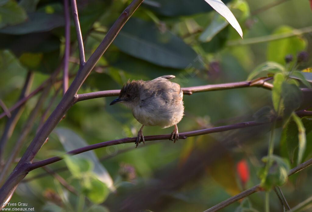 Trilling Cisticola