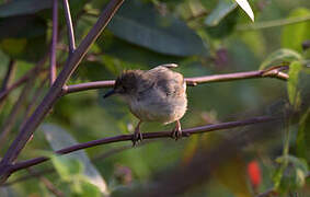 Trilling Cisticola