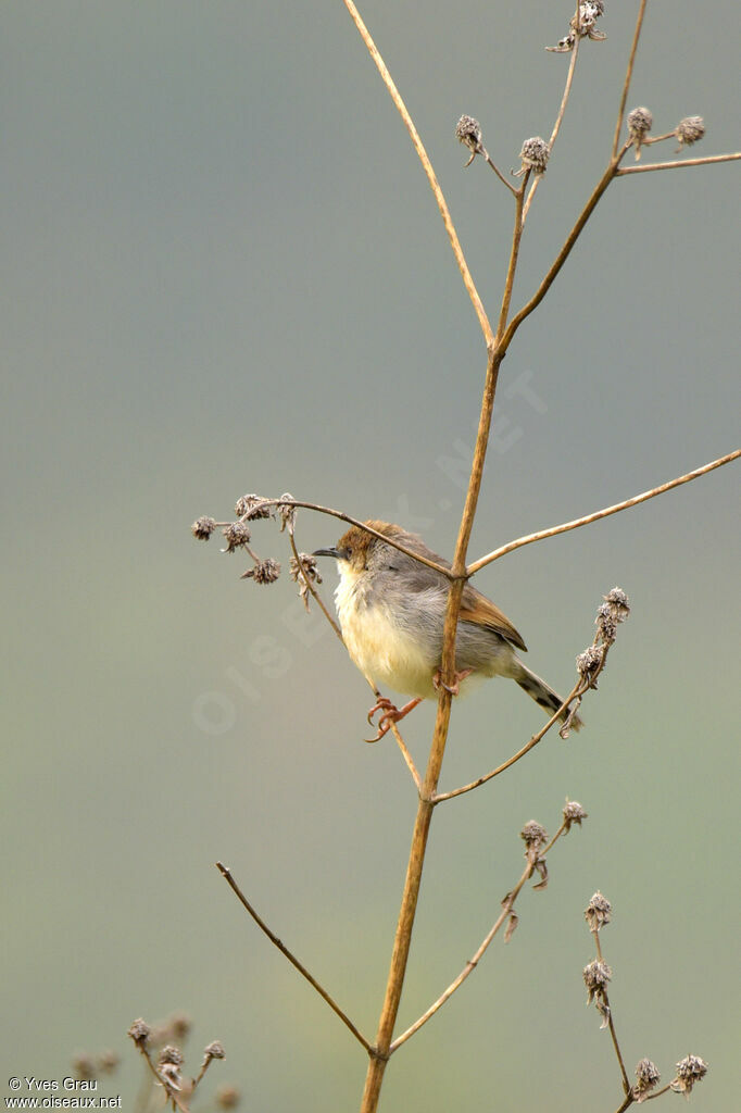 Trilling Cisticola