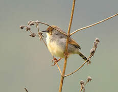 Trilling Cisticola