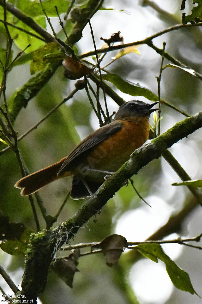 Archer's Ground Robin