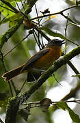 Archer's Ground Robin