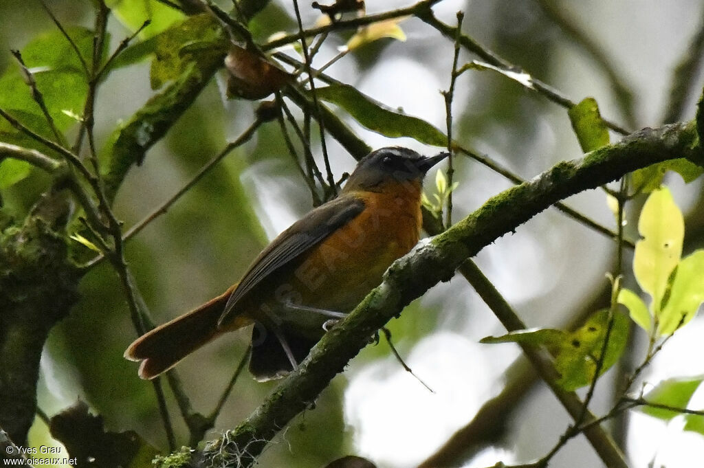 Archer's Ground Robin