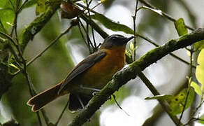 Archer's Ground Robin