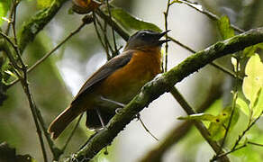 Archer's Ground Robin