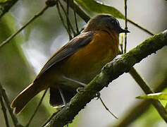 Archer's Ground Robin