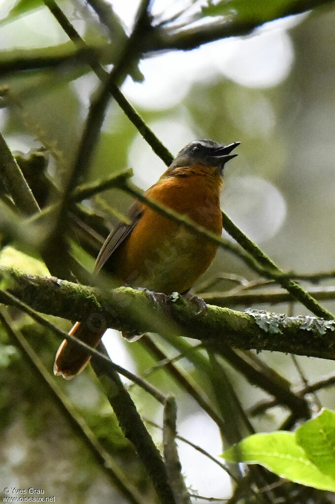 Archer's Ground Robin