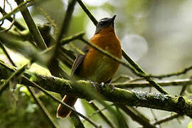 Archer's Ground Robin