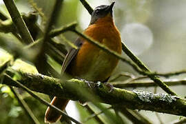 Archer's Ground Robin