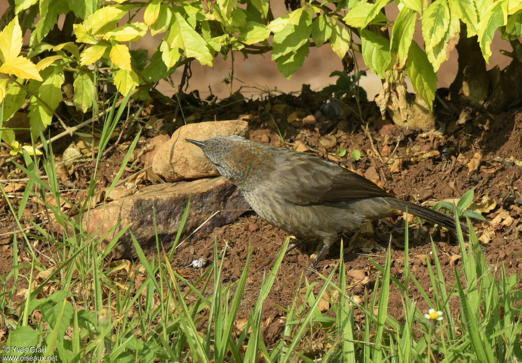 Black-lored Babbler