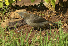 Black-lored Babbler