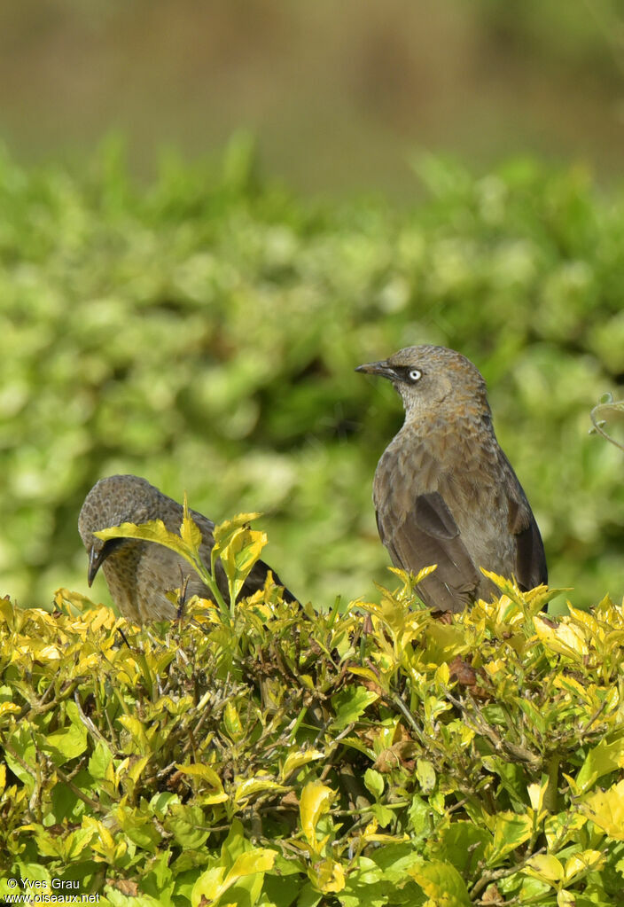 Black-lored Babbler