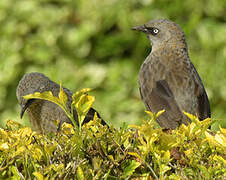 Black-lored Babbler