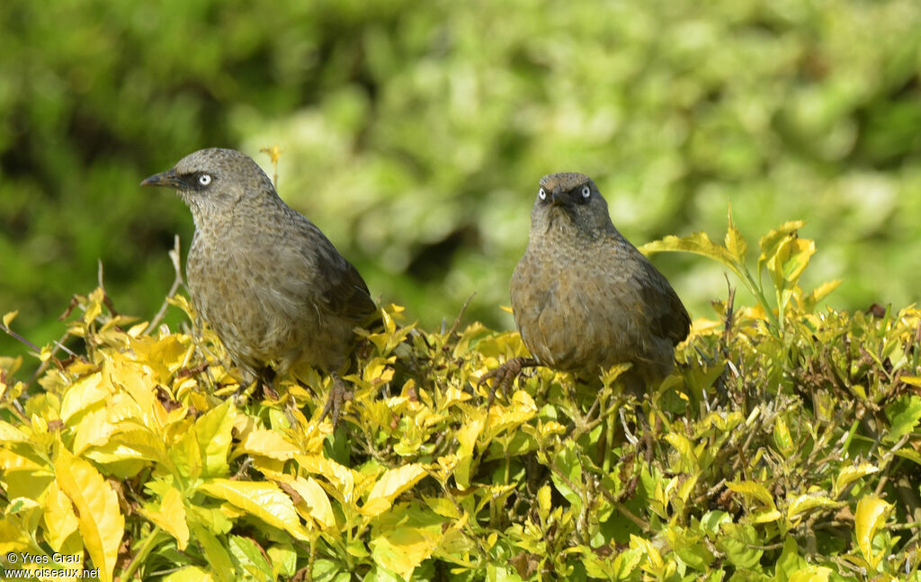 Black-lored Babbler