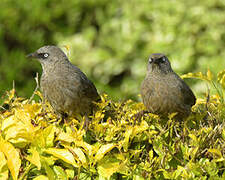 Black-lored Babbler