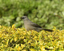 Black-lored Babbler