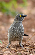 Arrow-marked Babbler