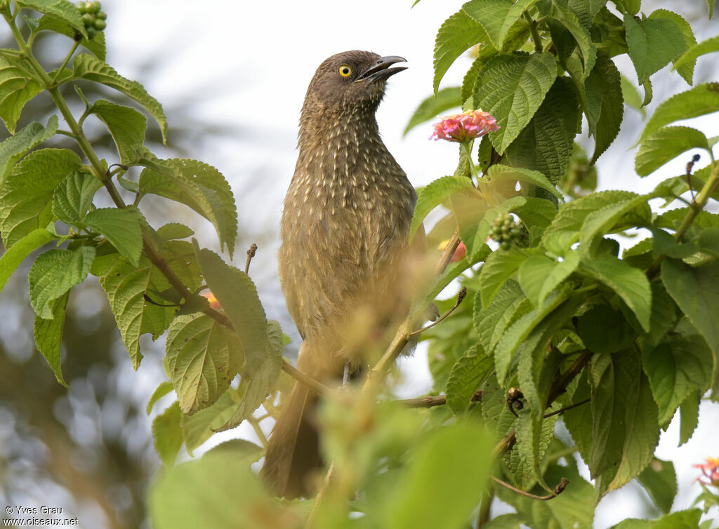 Arrow-marked Babbler