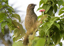 Arrow-marked Babbler