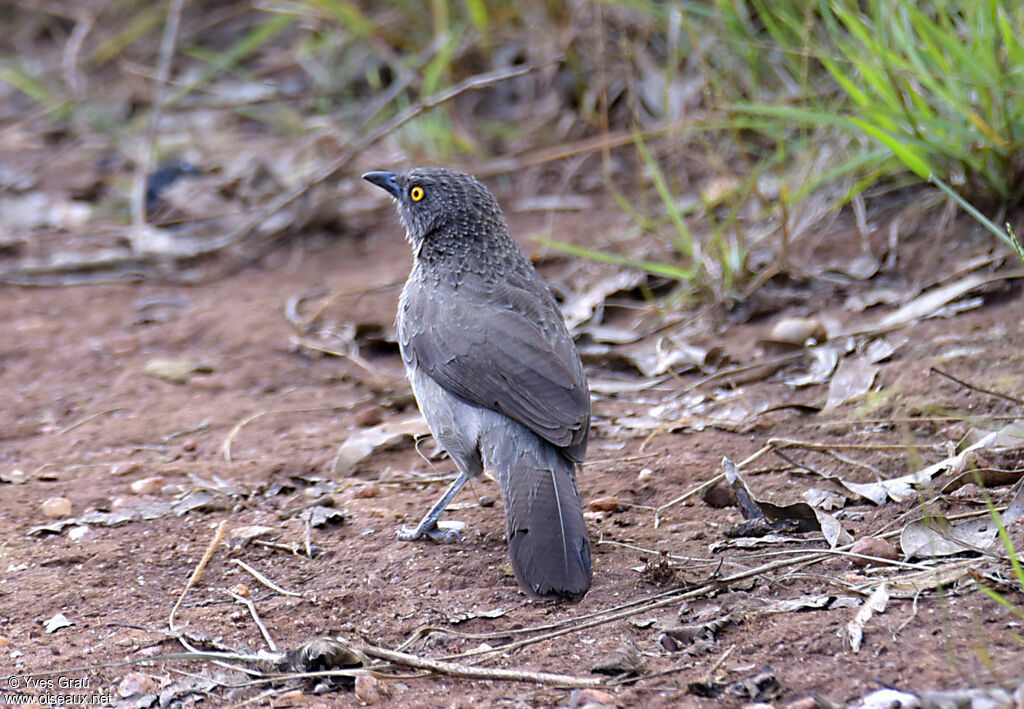 Arrow-marked Babbler