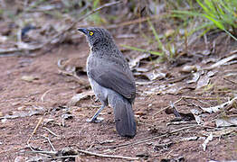 Arrow-marked Babbler