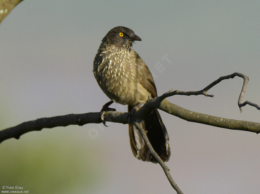 Arrow-marked Babbler