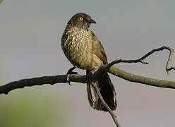 Arrow-marked Babbler