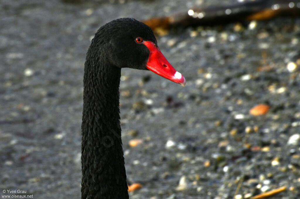 Cygne noir