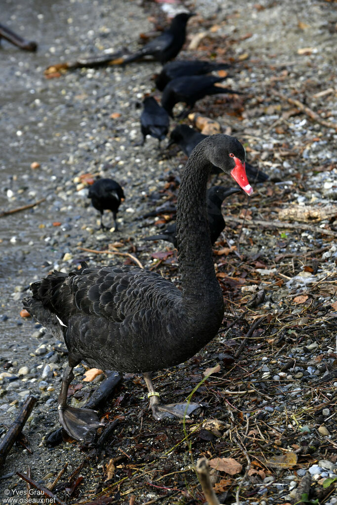 Cygne noir