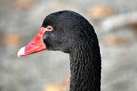 Cygne noir