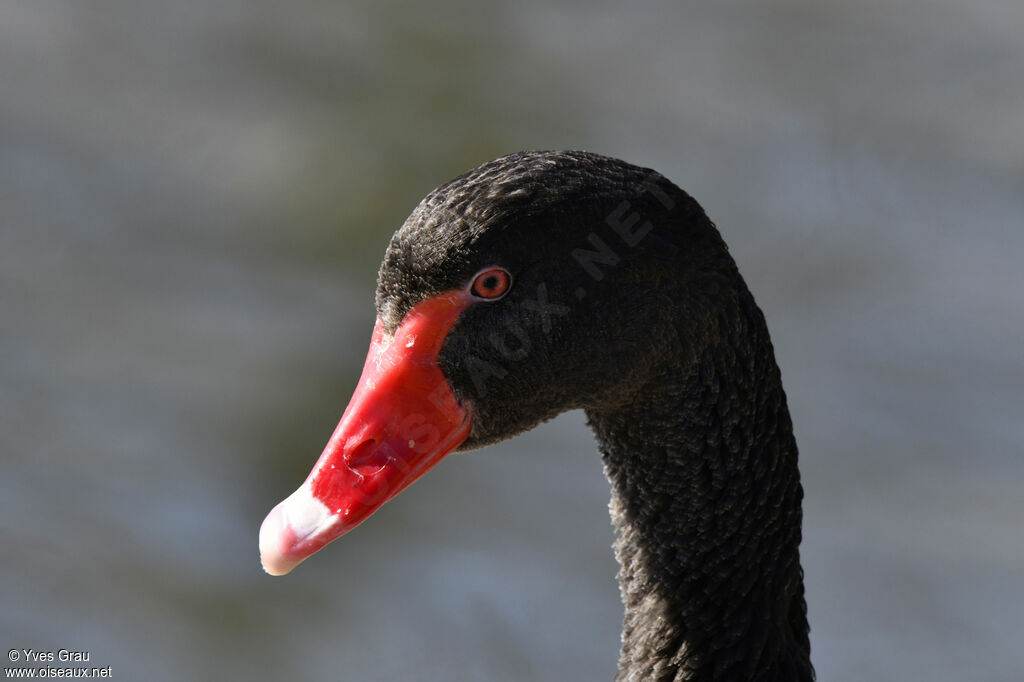 Cygne noir