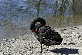 Cygne noir