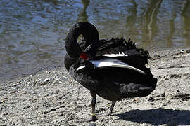 Black Swan