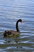 Cygne noir