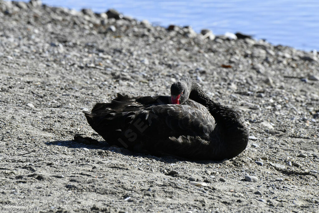 Cygne noir