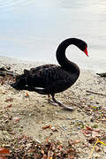 Cygne noir