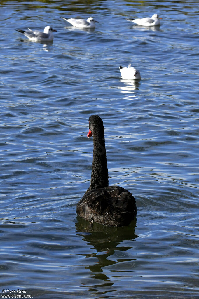 Cygne noir