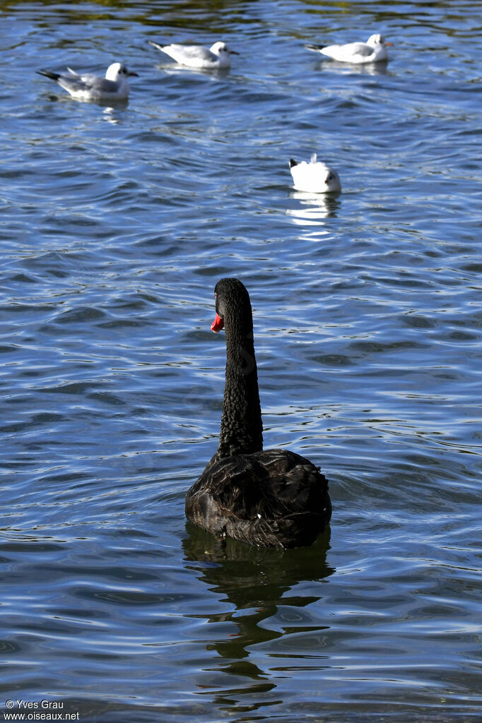 Cygne noir