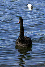 Cygne noir