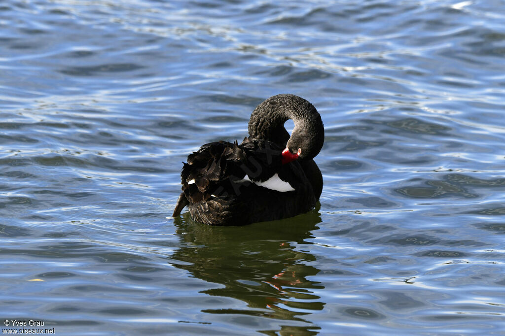 Cygne noir