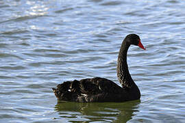 Cygne noir