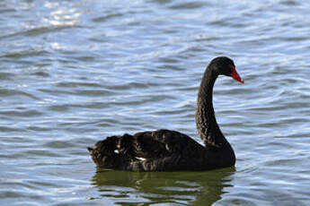 Cygne noir