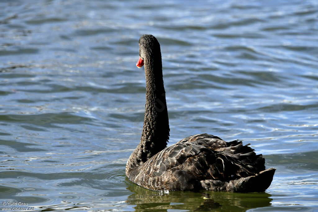 Cygne noir