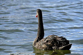 Cygne noir