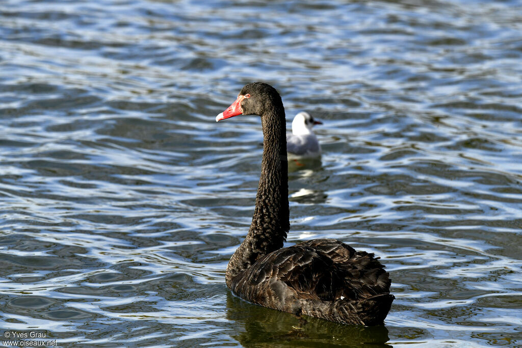 Cygne noir