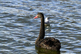 Cygne noir