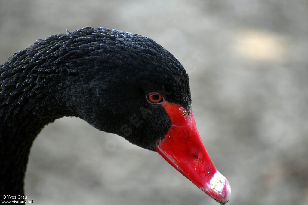 Cygne noir