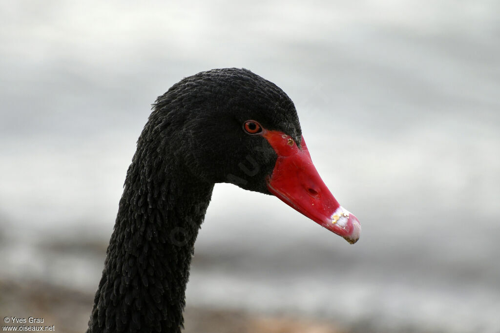 Cygne noir